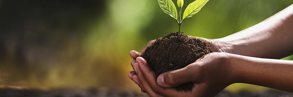 Two hands holding a small plant to represent Career Development services provided by Ayuka Consulting.